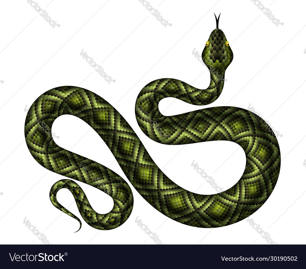 Realistic python Royalty Free Vector Image - VectorStock