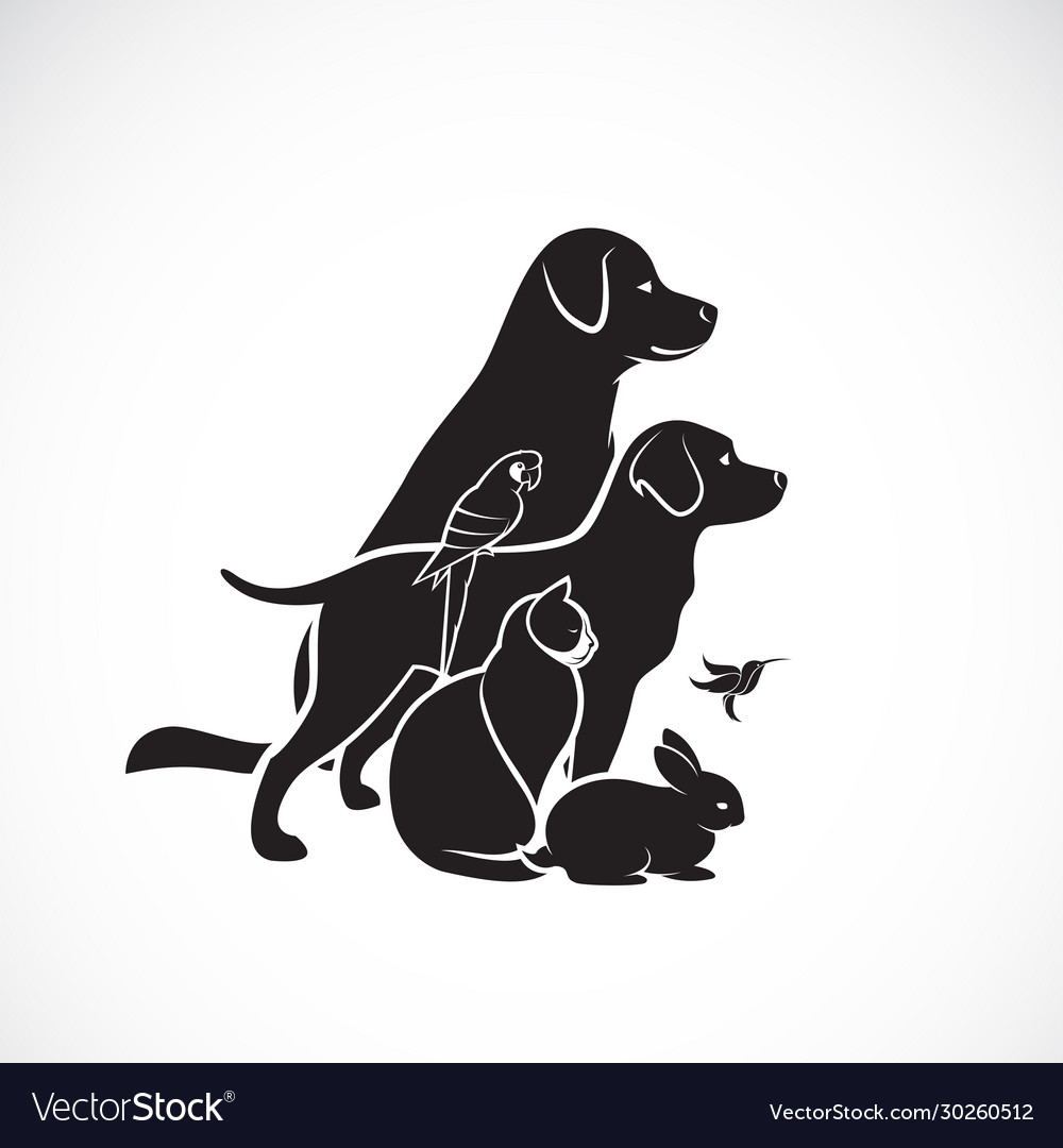 Group pets - dog cat humming bird parrot Vector Image