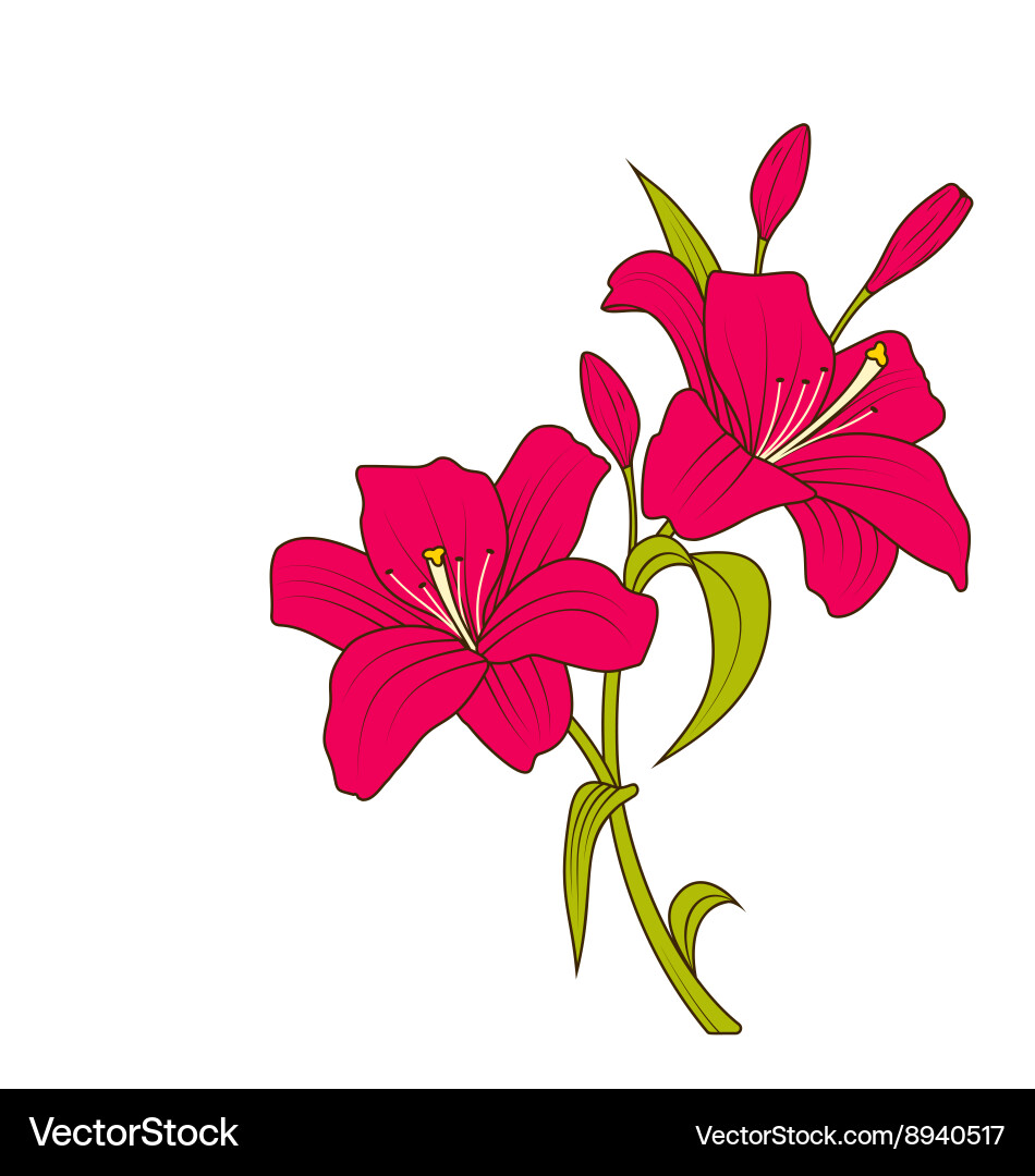 Linear Colored Sketch Beautiful Lily Flowers Vector Image
