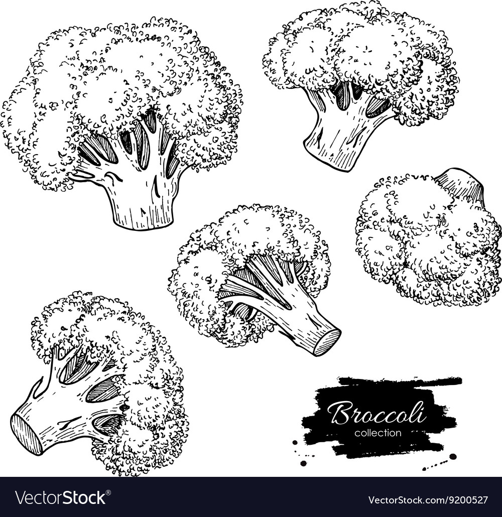 Broccoli Hand Drawn Royalty Free Vector Image Vectorstock 4951