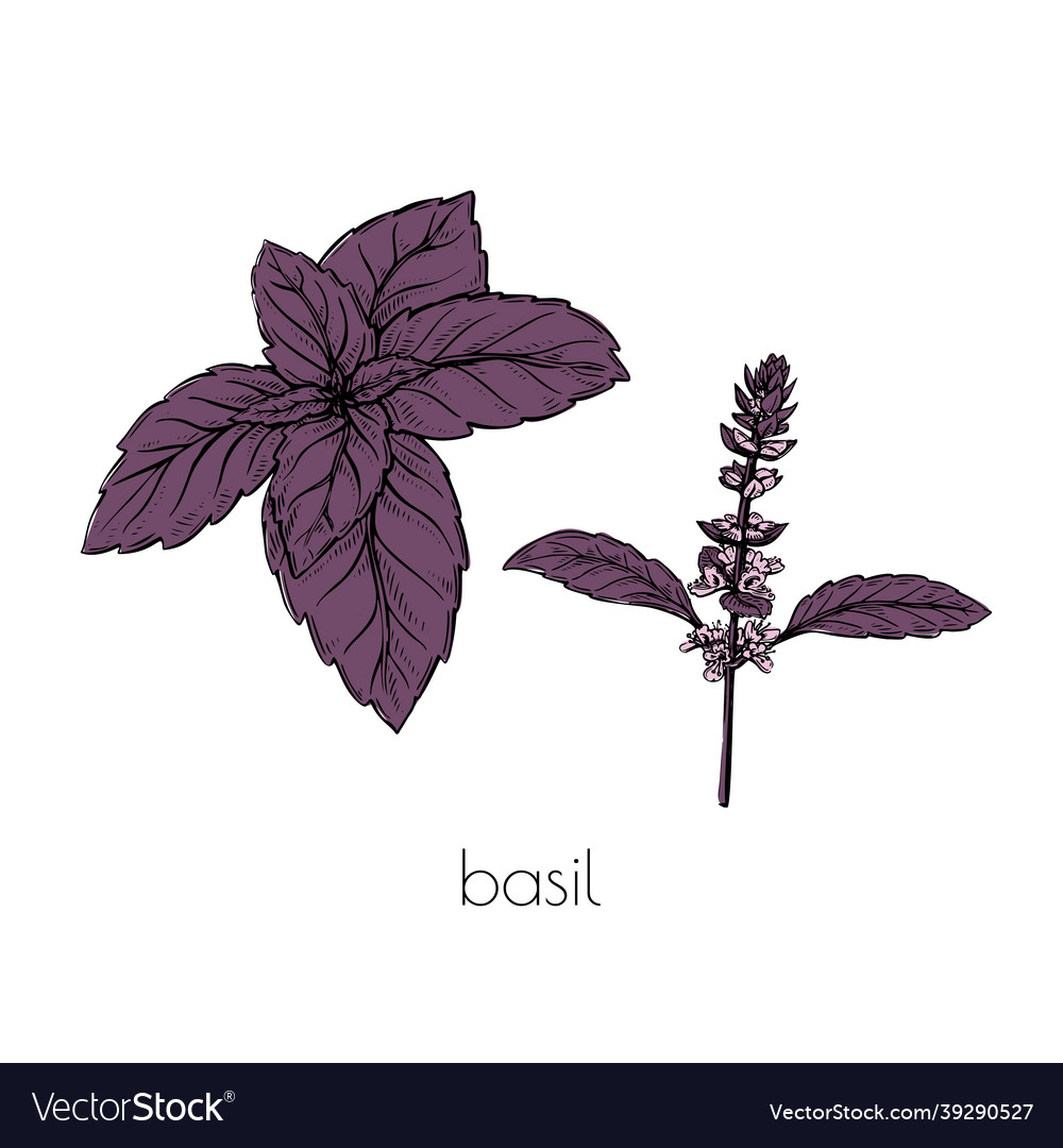 Purple basil flower sketch set in vintage style Vector Image