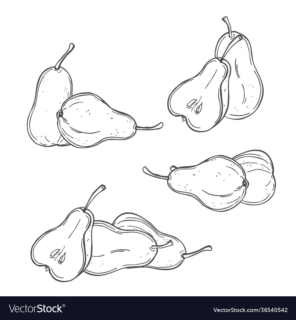 Hand drawn pears on white background sketch Vector Image