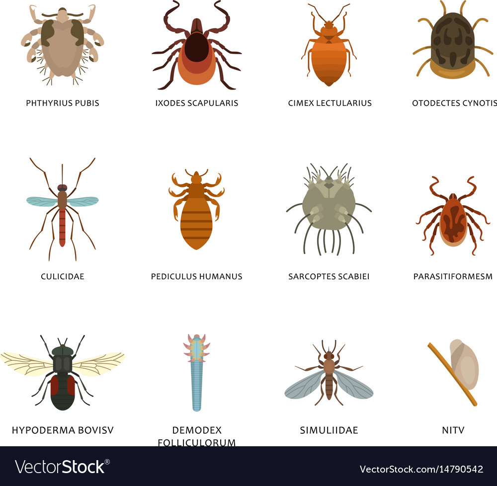 Human Parasite Identification Chart