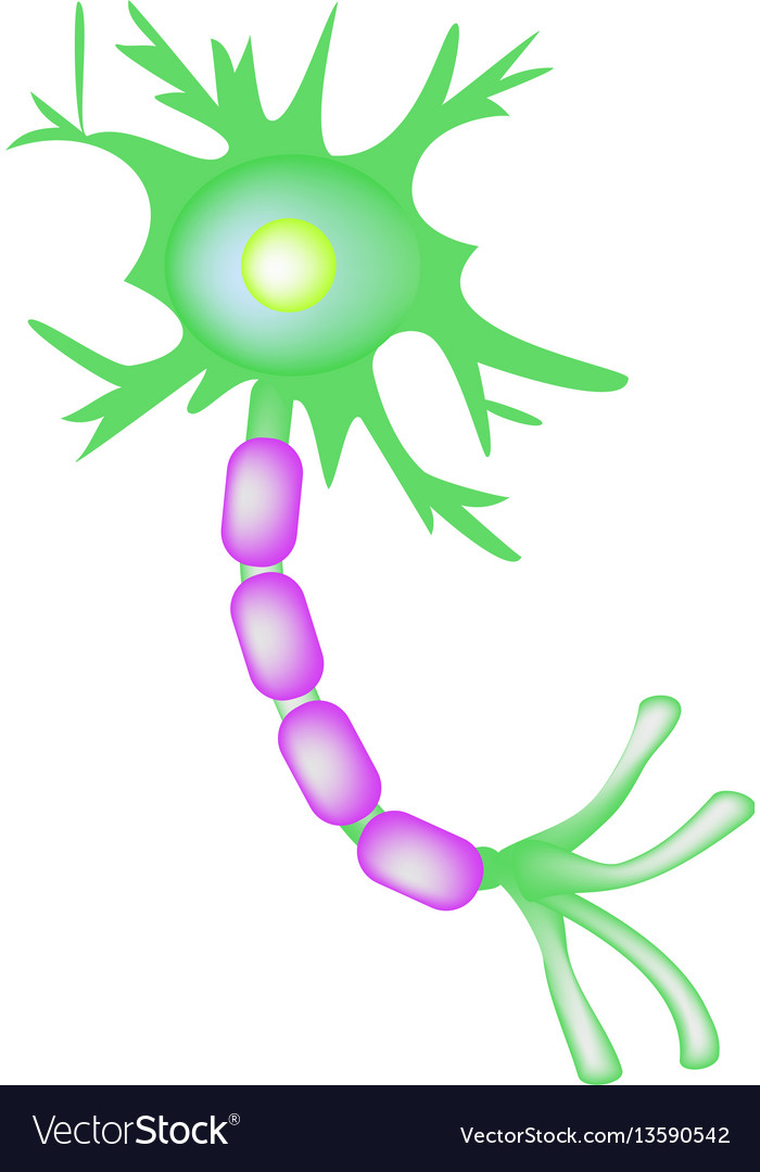 The structure of the motor neuron infographics on Vector Image