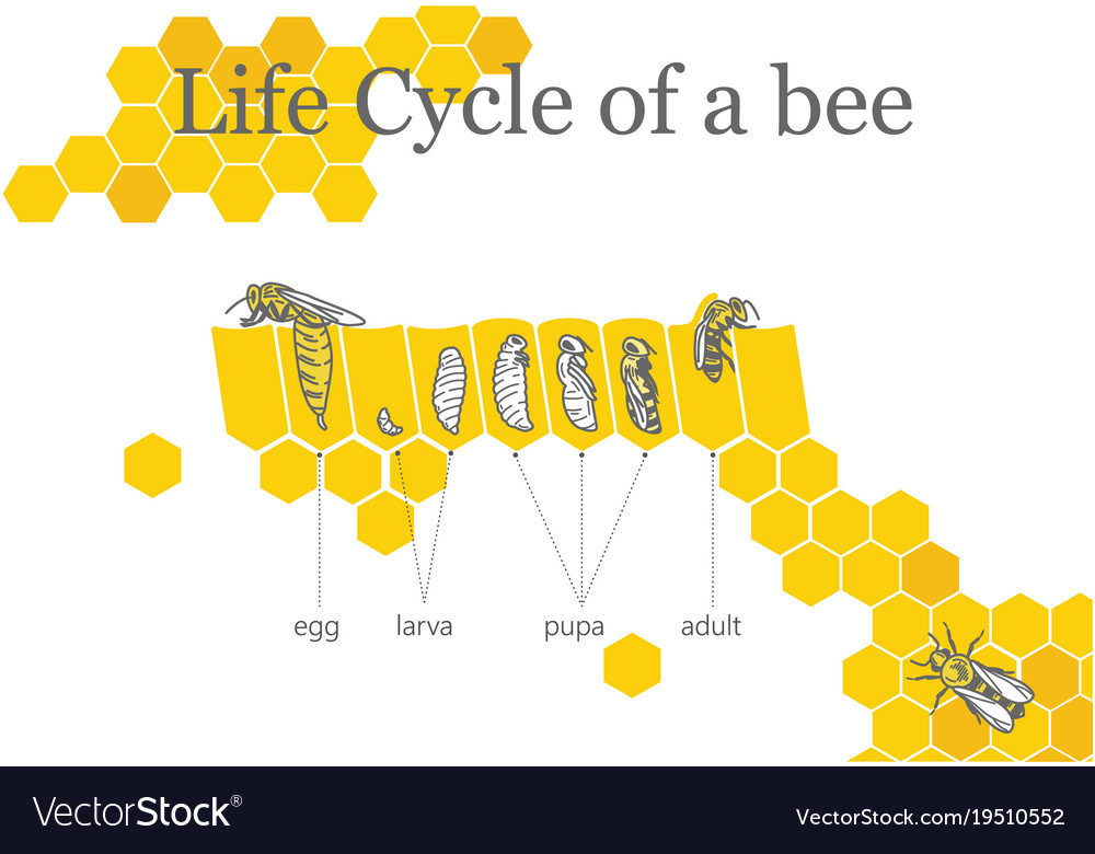 Life cycle of a bee Royalty Free Vector Image - VectorStock