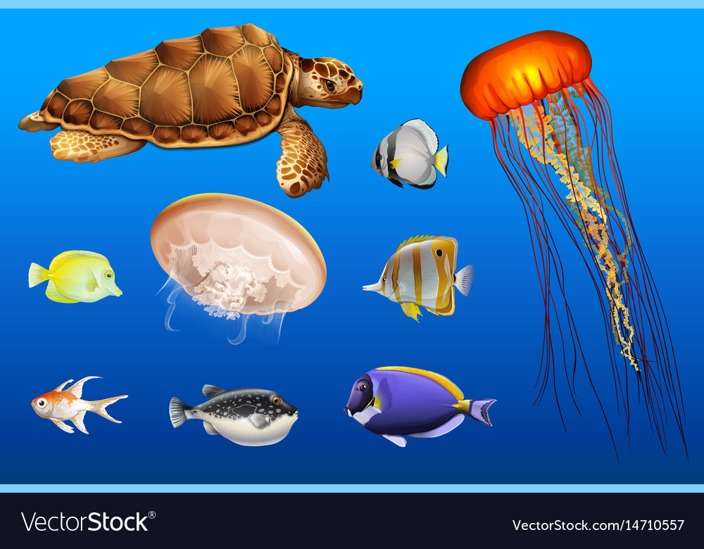 Different types of sea animals in ocean Royalty Free Vector