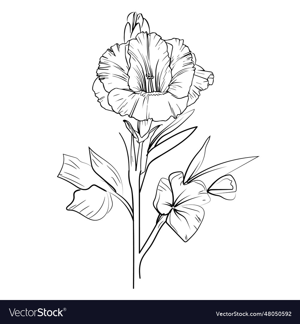 Outline gladiolus drawing hand line art