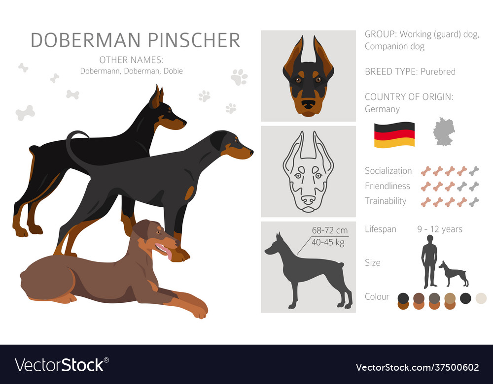 Doberman best sale pinscher origin