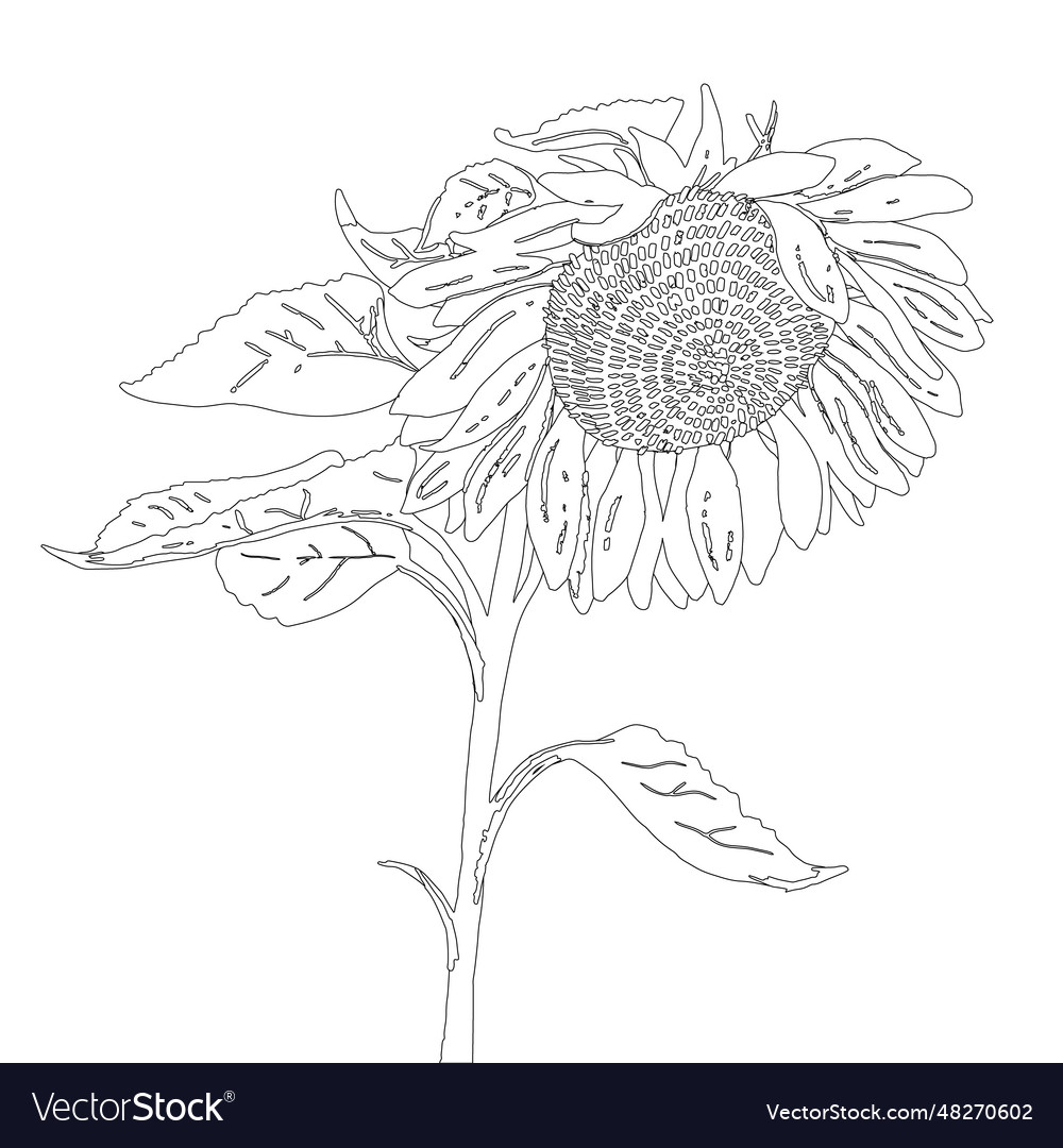 Graphic hand-drawn sunflower black and white Vector Image