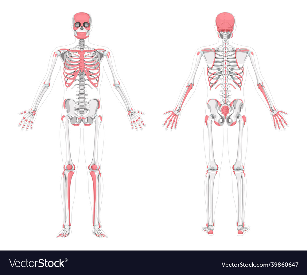 Human palpable bones zones skeleton anterior Vector Image