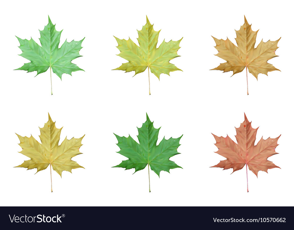 Set of realistic maple leaves