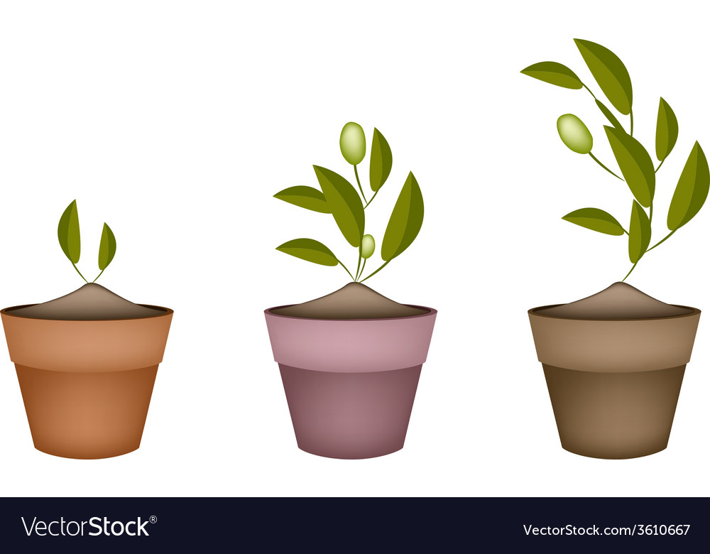 Three Olives Tree in Ceramic Flower Pots Vector Image