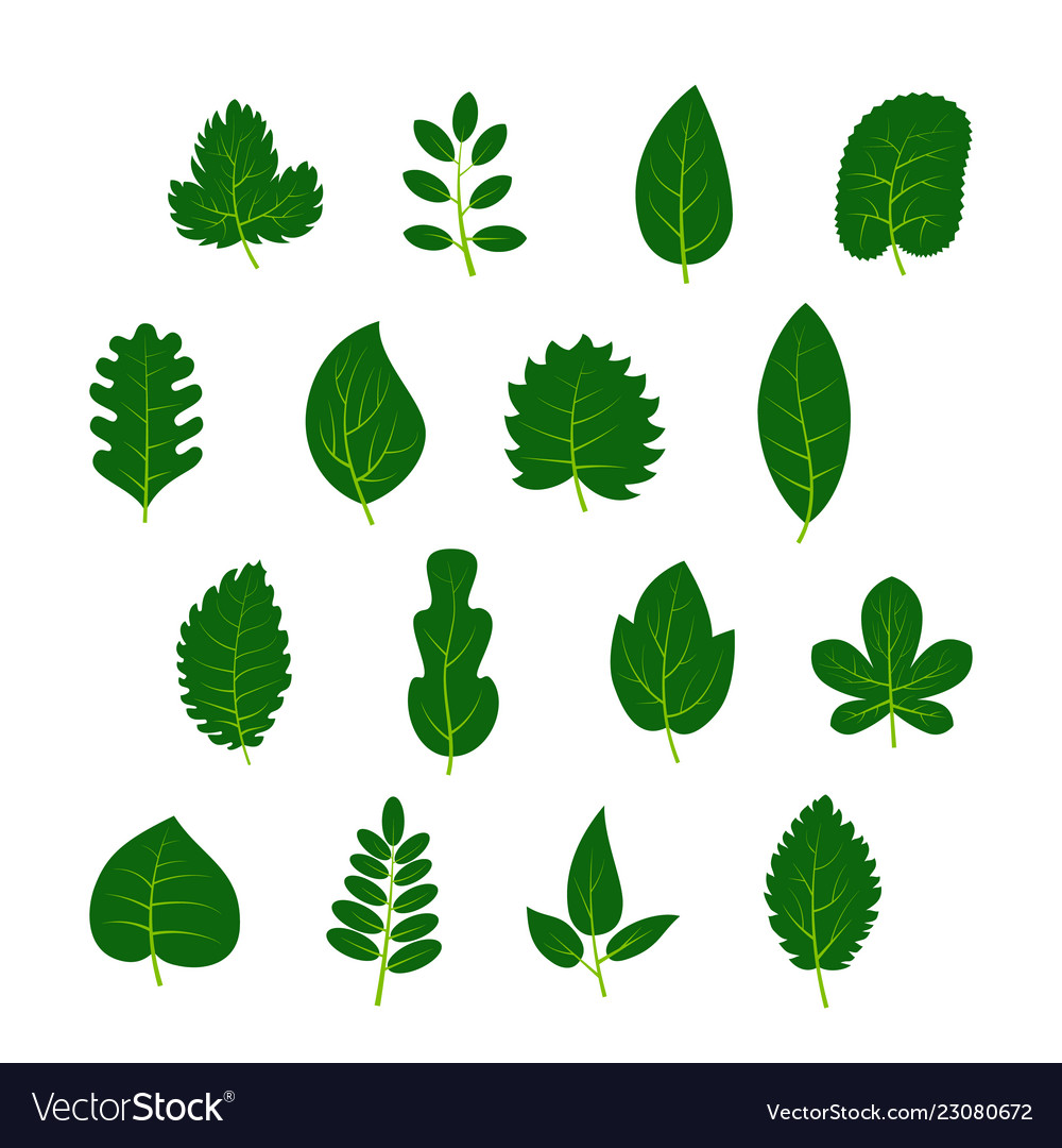 Set of sixteen green leaves on white background Vector Image