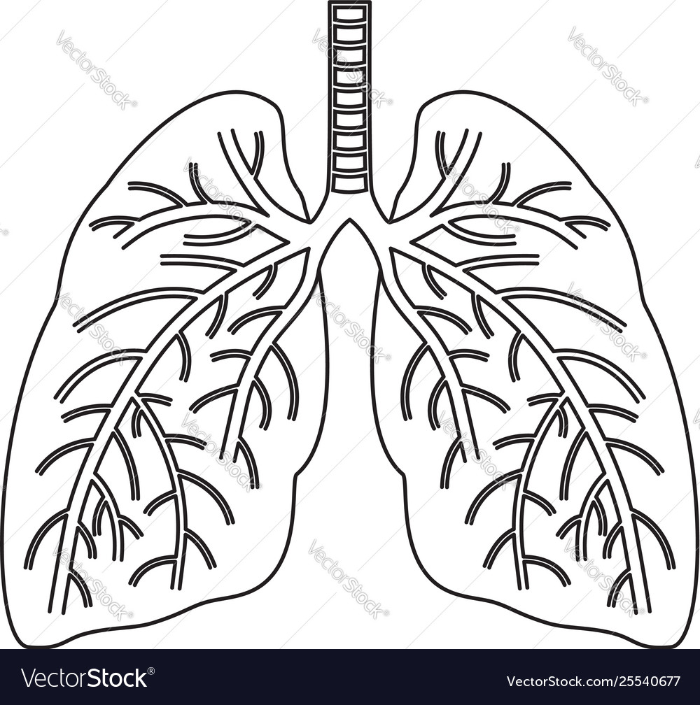 Human lungs flat icon Royalty Free Vector Image