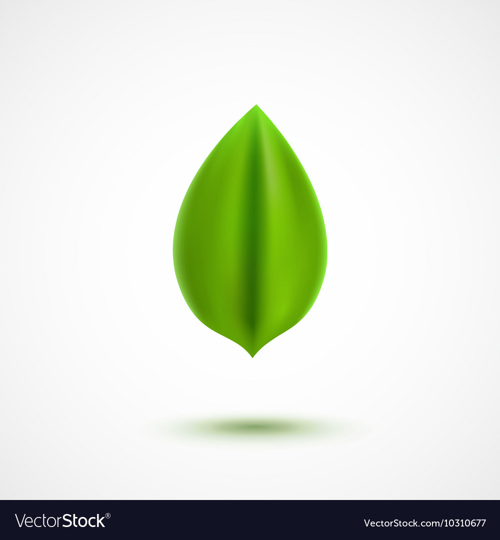 Realistic Green Leaf Royalty Free Vector Image Realistic Green Leaf Royalty Free Vector Image