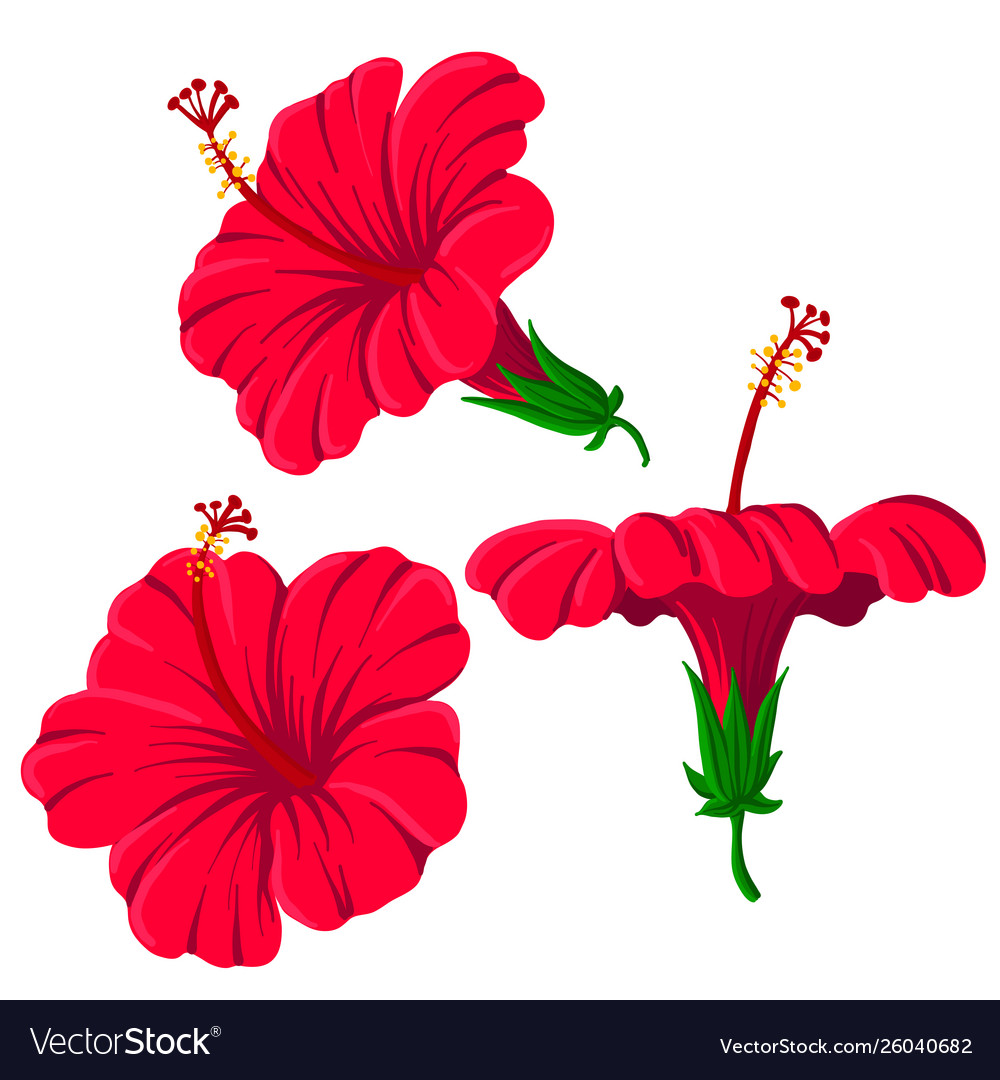 hibiscus flower outline