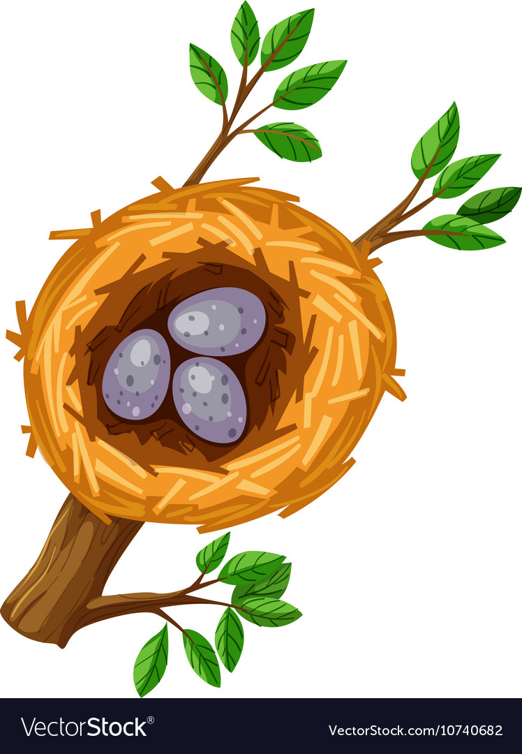 Eggs in bird nest Royalty Free Vector Image - VectorStock