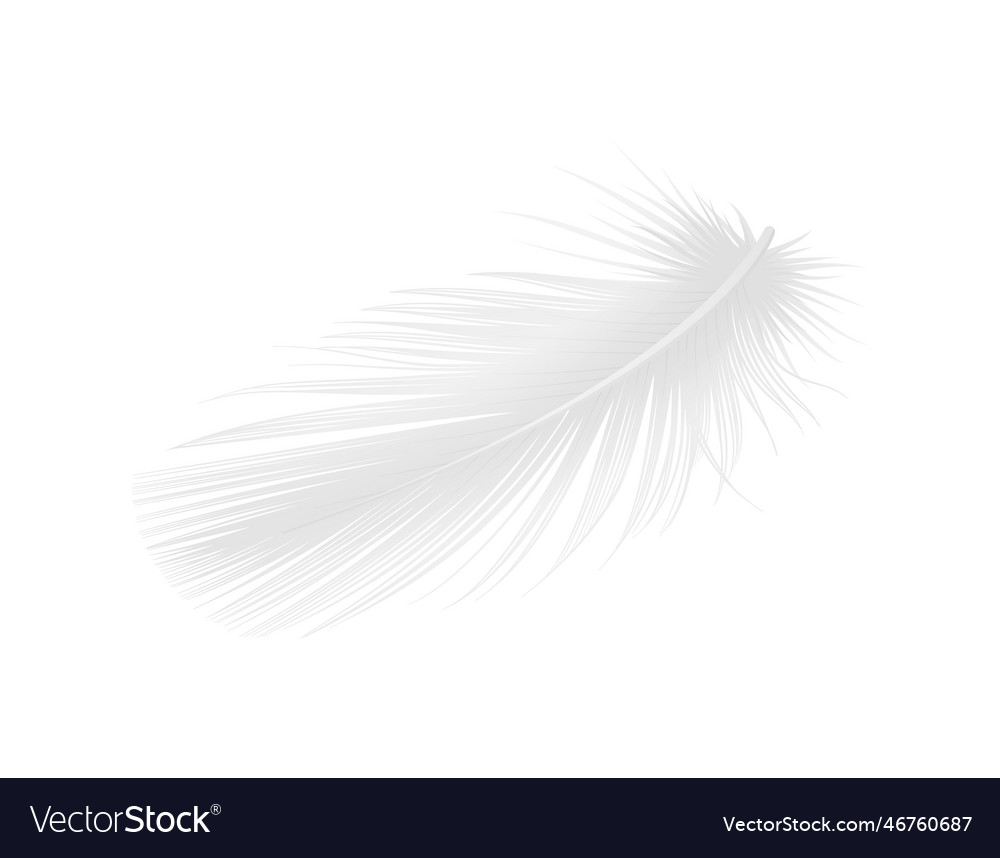 Realistic white feather Royalty Free Vector Image