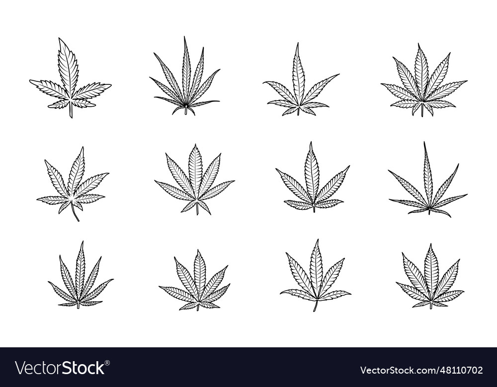 Weed leaves silhouette Royalty Free Vector Image