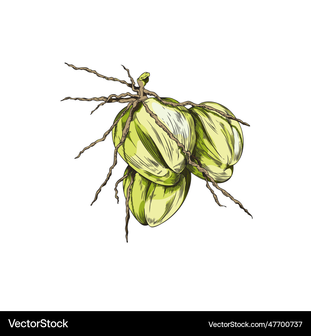 Coconut plant nuts on branch sketch hand drawn Vector Image