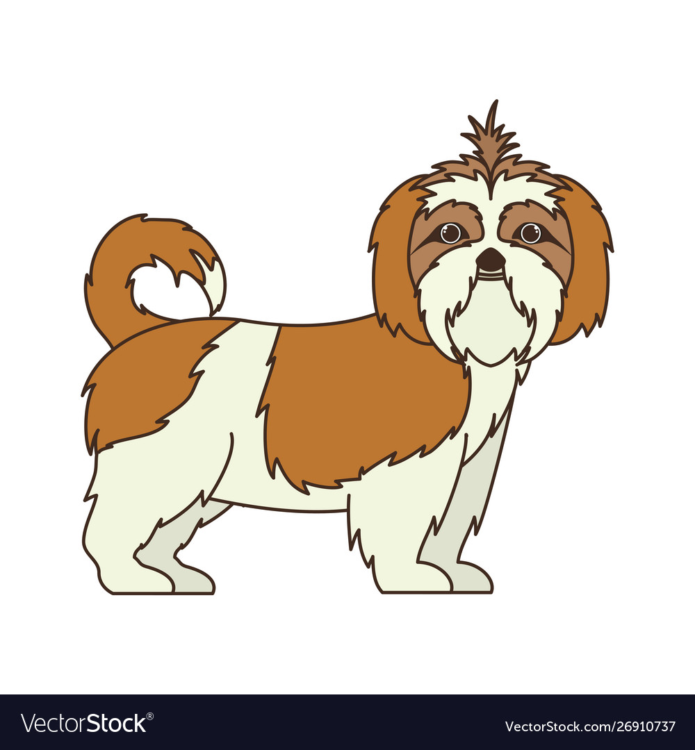 Cute shih tzu dog on white background Royalty Free Vector