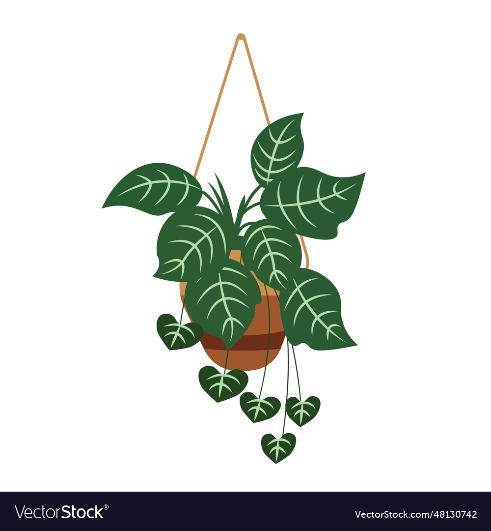 Plant in hanging pot indoor in flat style Vector Image