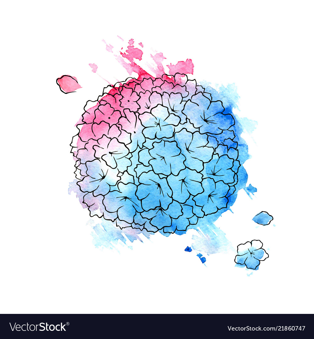 Beautiful blue and pink hydrangea Royalty Free Vector Image
