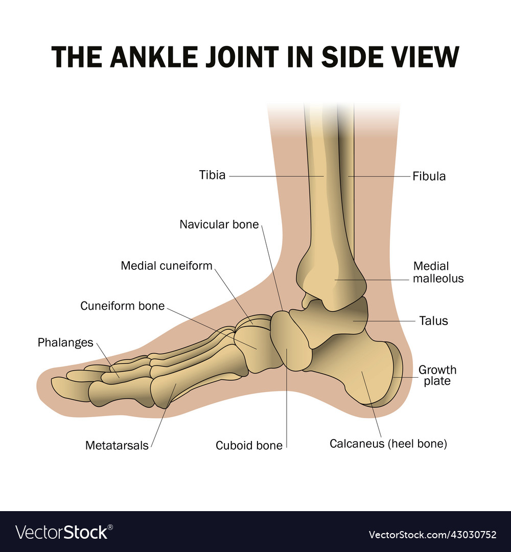 Bones of the heel phalanges joint ankle Royalty Free Vector