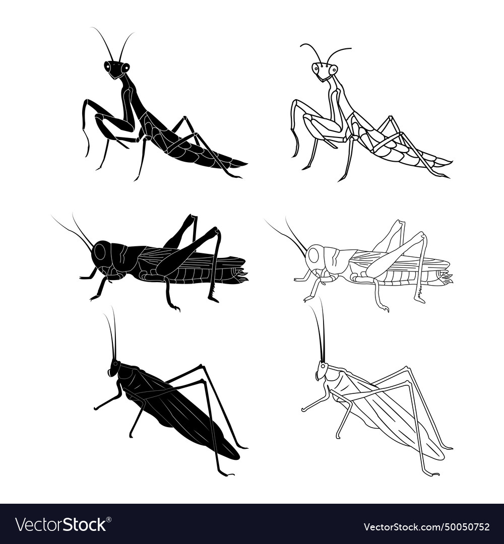 Grasshopper icon Royalty Free Vector Image - VectorStock