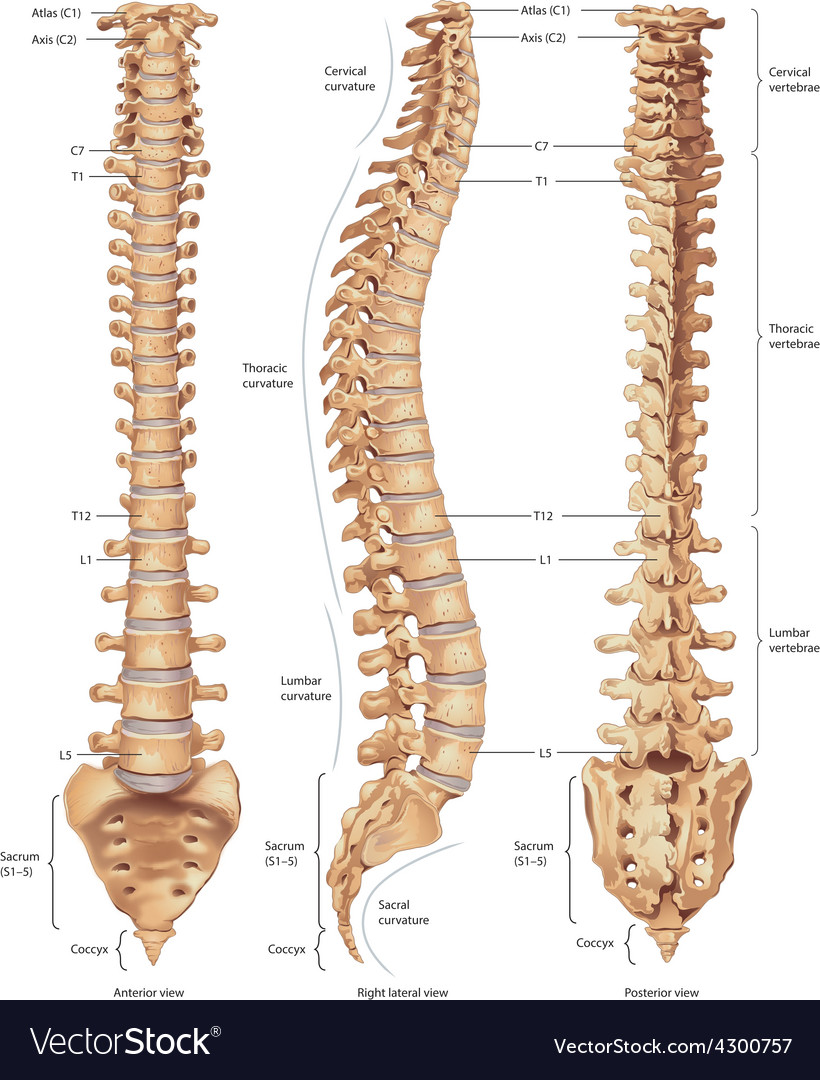 vertebral column royalty free