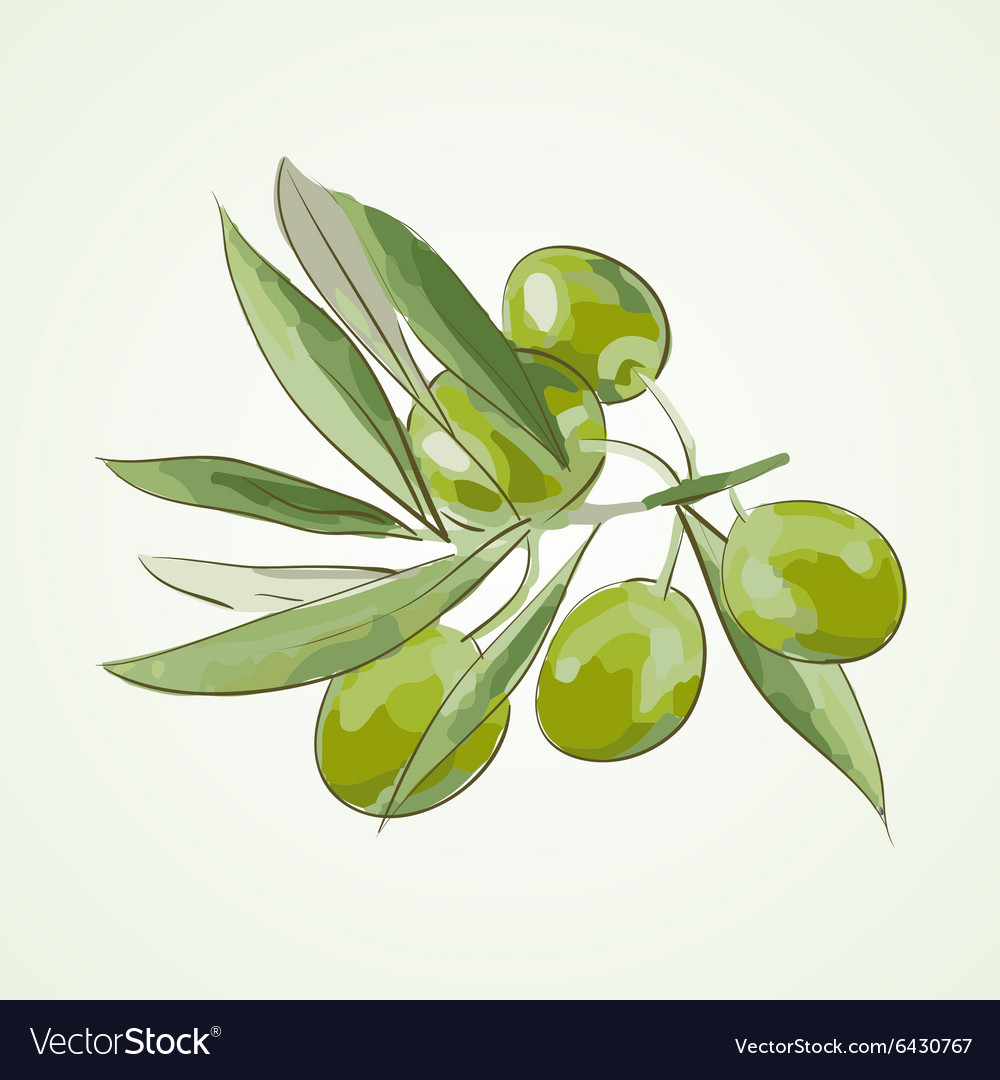 Olives Royalty Free Vector Image - VectorStock