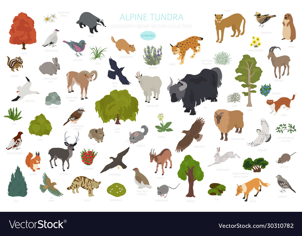 Apine tundra biome natural region isometric Vector Image