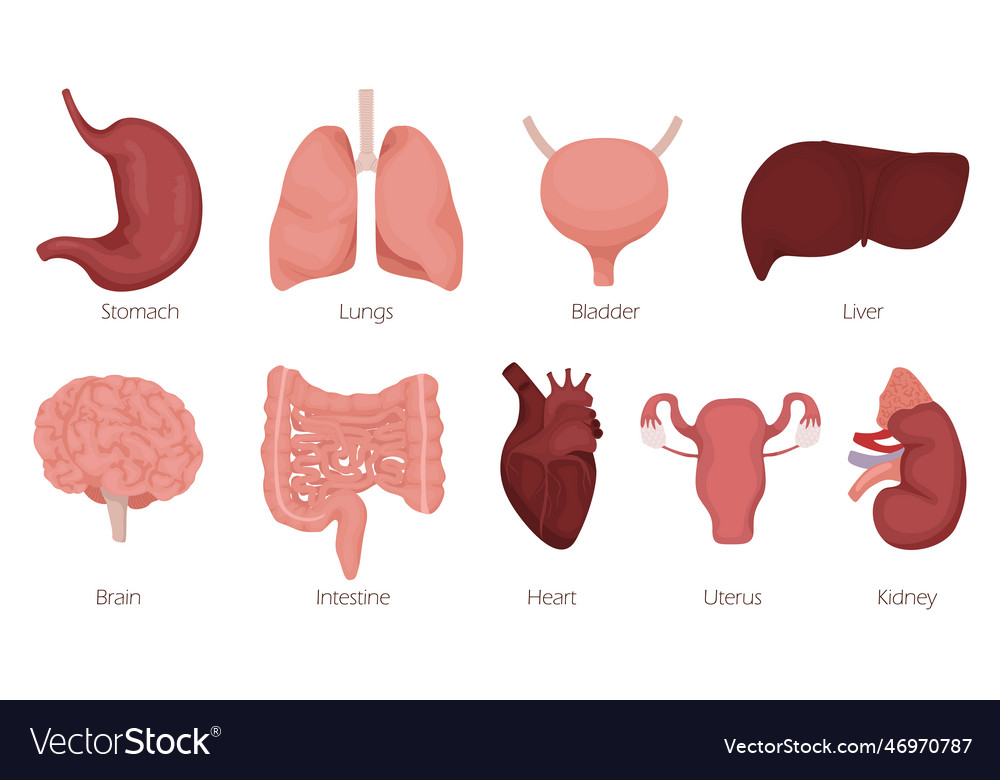 Cartoon human organs Royalty Free Vector Image