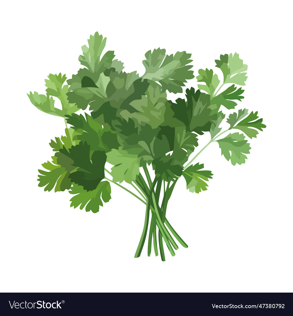 Fresh green cilantro nature healthy seasoning Vector Image