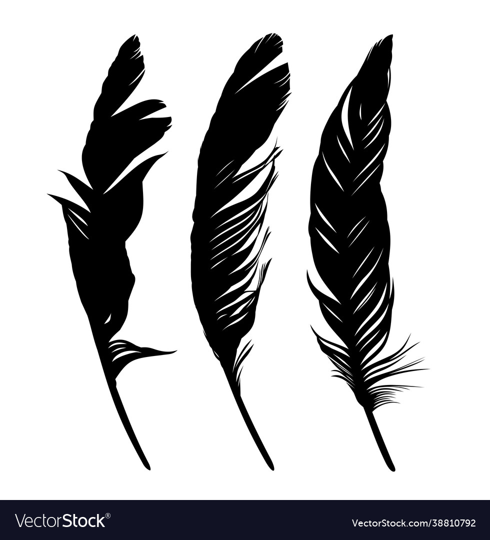 Set feathers birds Royalty Free Vector Image - VectorStock