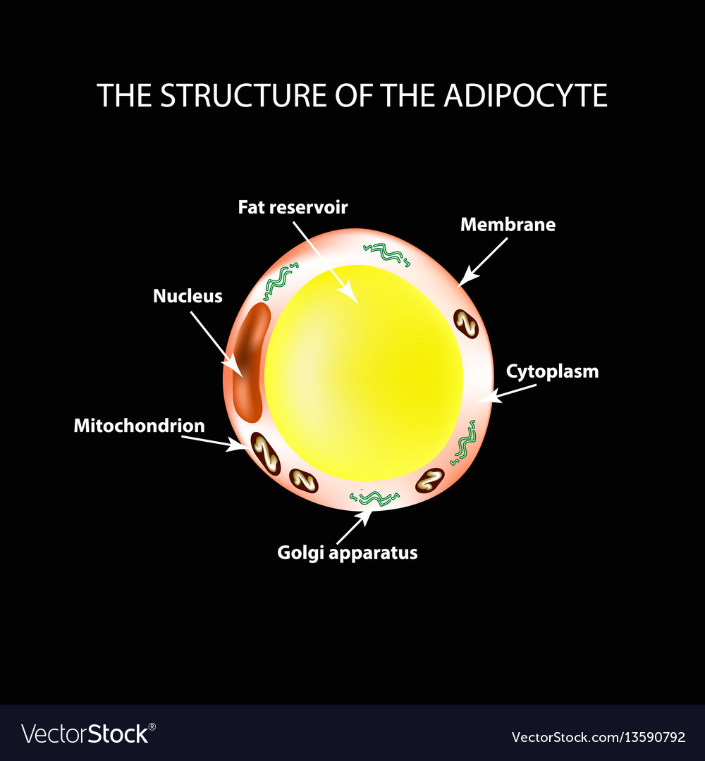 fat cell shape