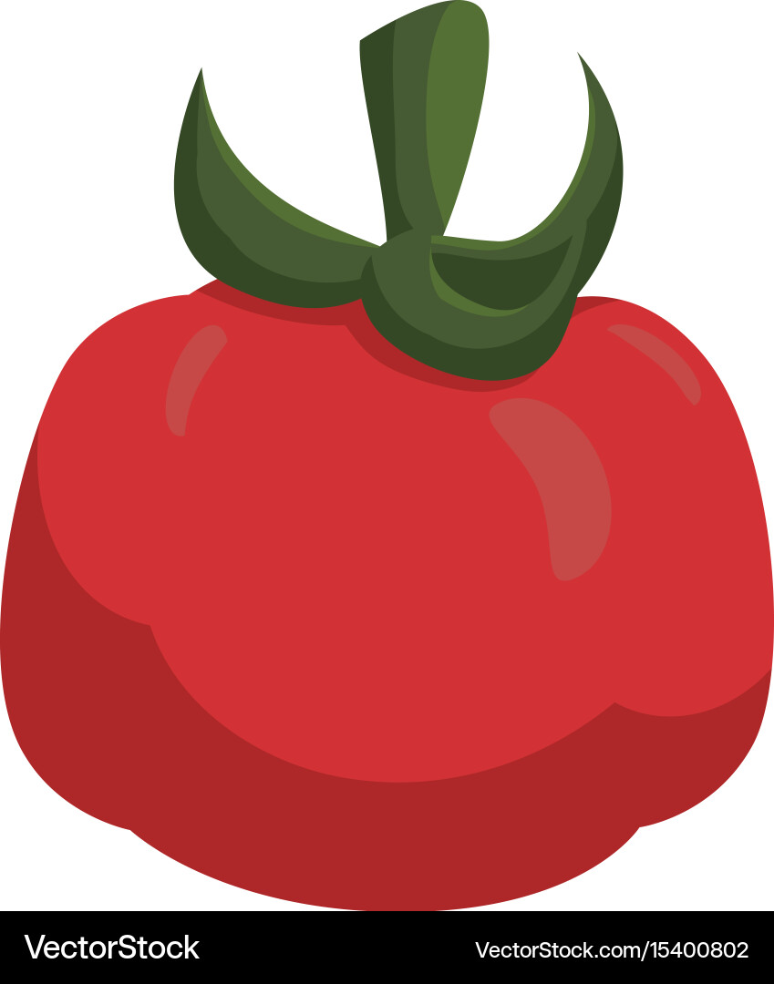 Red tomato vegetable Royalty Free Vector Image