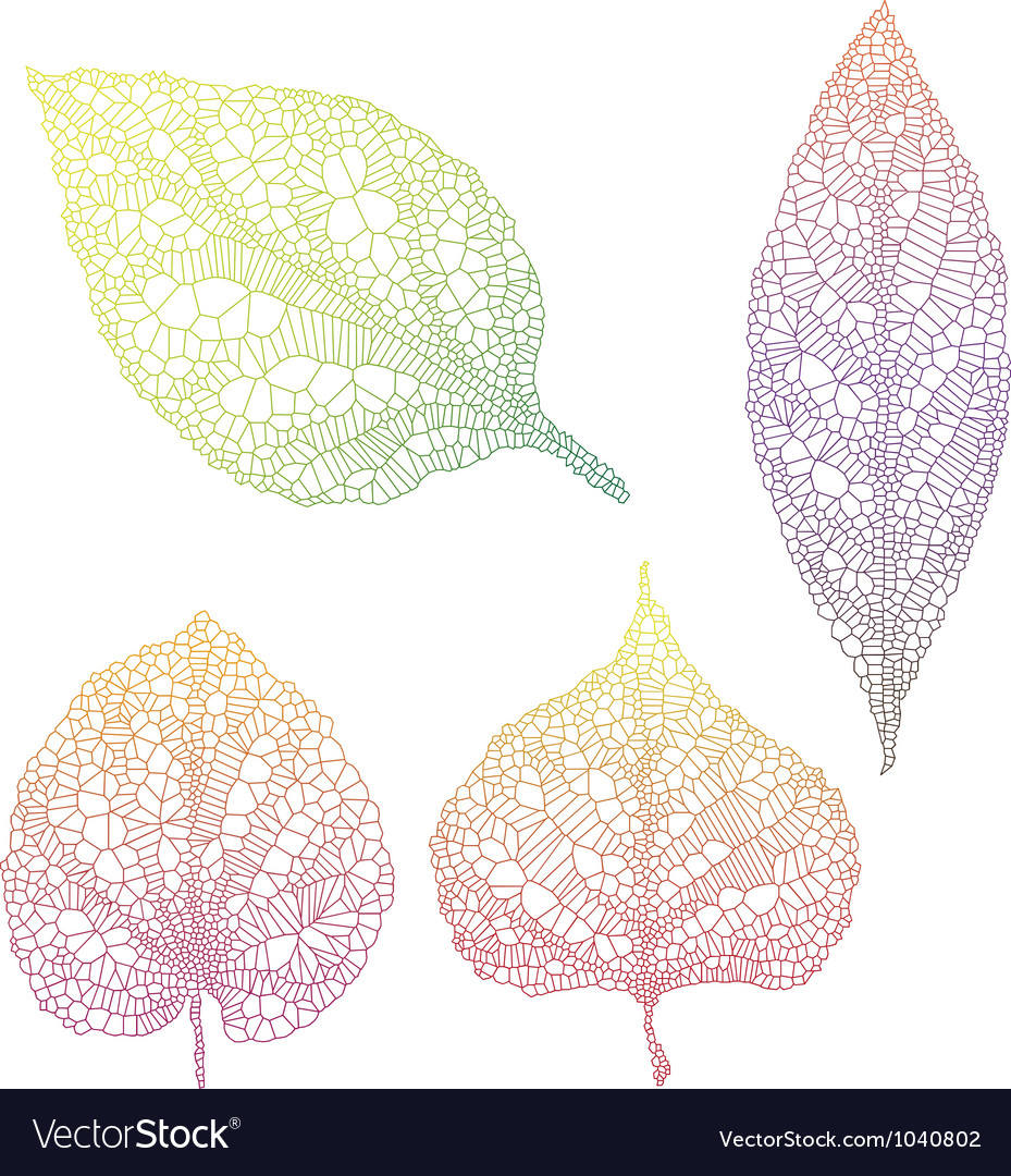 Vein leaves Royalty Free Vector Image - VectorStock