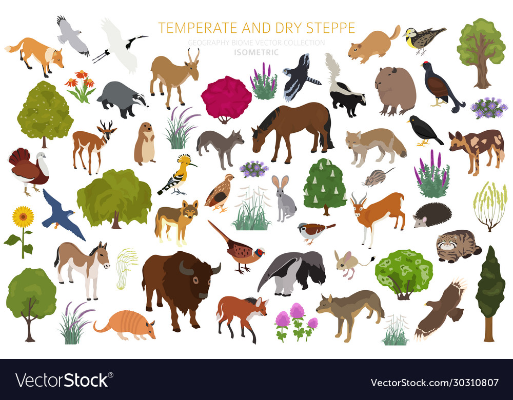 Temperate and dry steppe biome natural region Vector Image