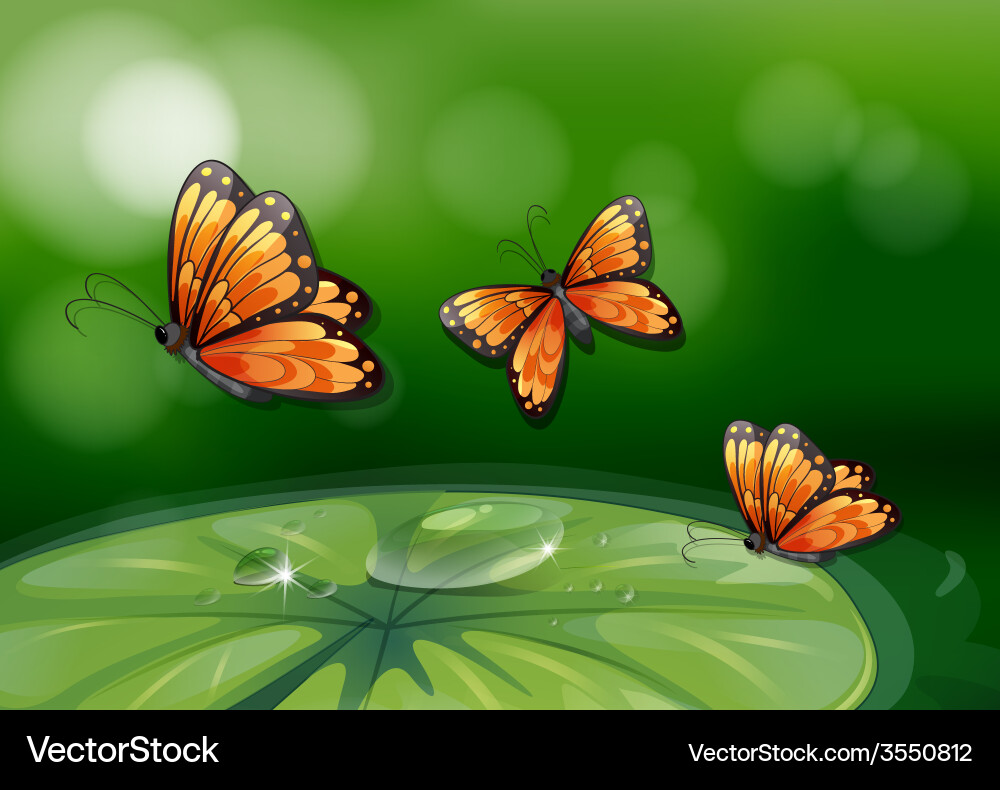 Butterflies and water lily Royalty Free Vector Image