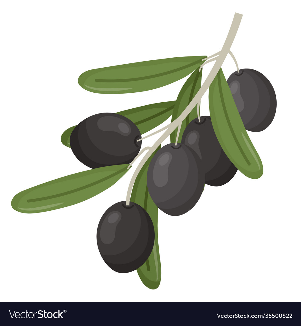 Olive Branch Stems Healthy Natural Decorative Vector Image