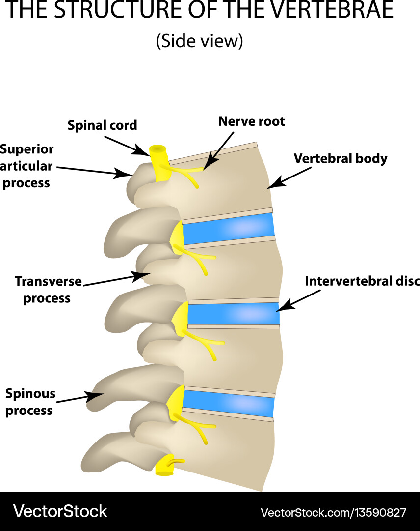 Structure spine side view the Royalty Free Vector Image