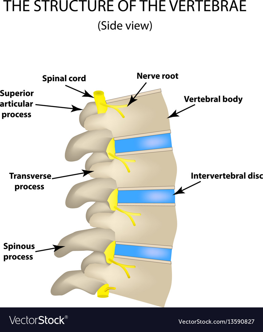 The structure of the spine side view the Vector Image