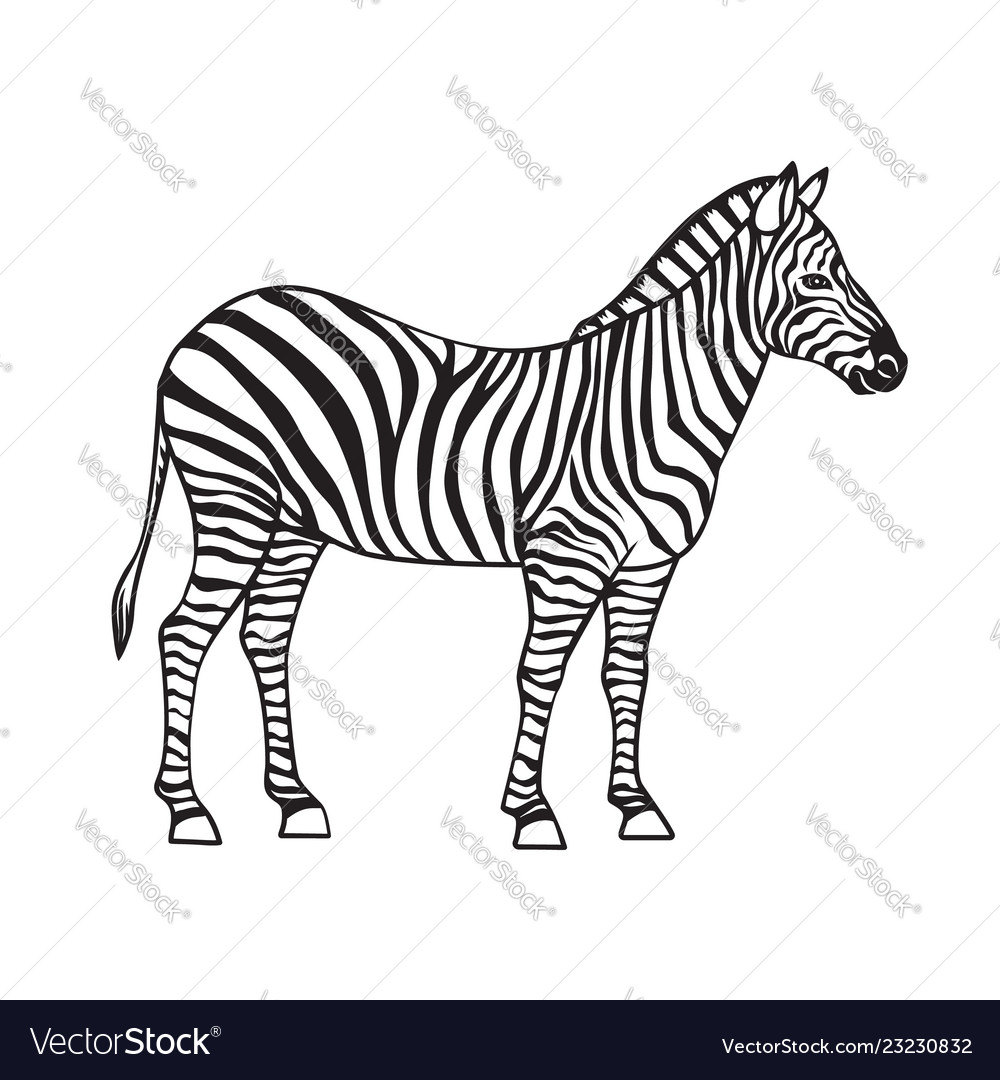 Zebra isolated black icon Royalty Free Vector Image