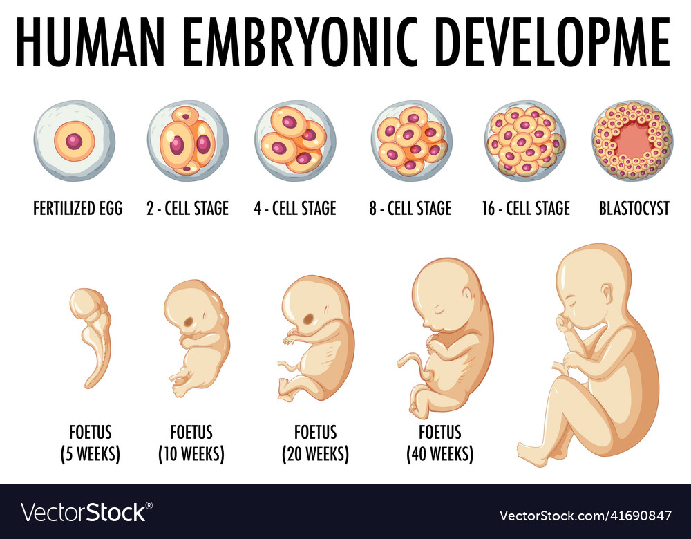 Human embryonic development in infographic Vector Image