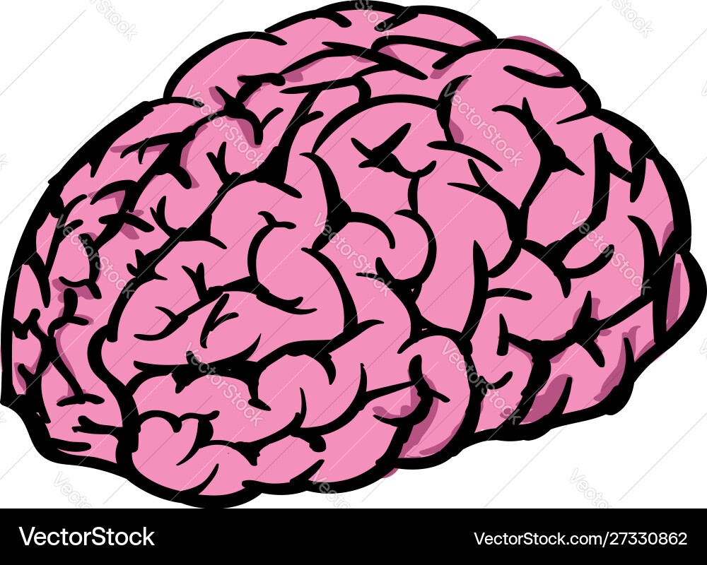 Human brain on white background Royalty Free Vector Image