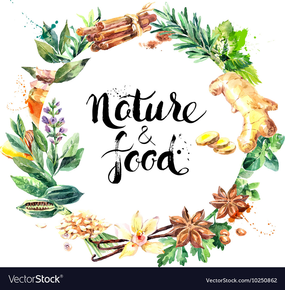 Watercolor Hand Drawn Natural Fresh Herbs Vector Image