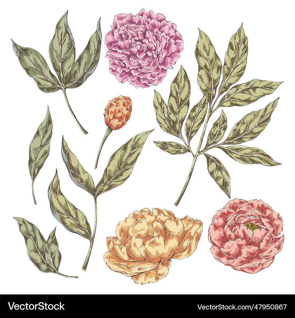 Peony flowers elements Royalty Free Vector Image