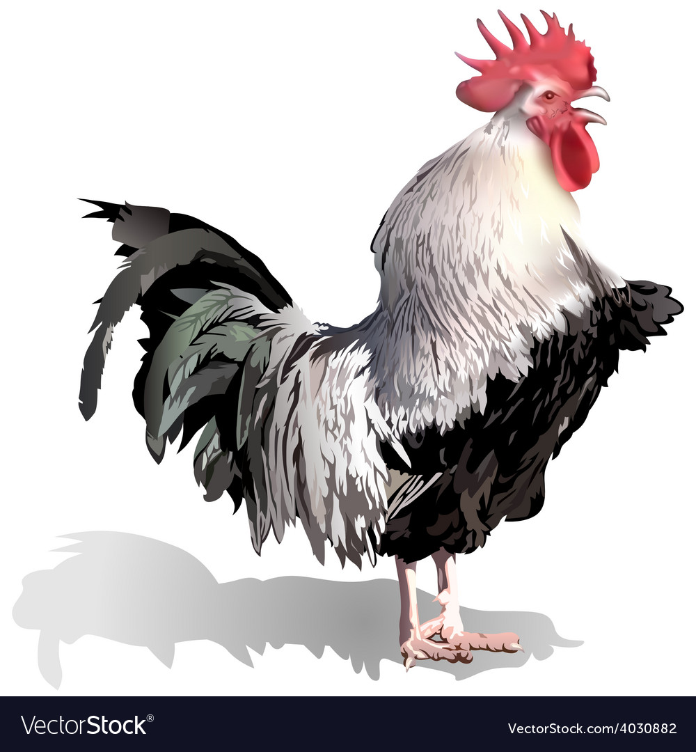 Rooster Royalty Free Vector Image - VectorStock