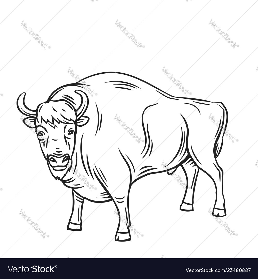 Aurochs or bison vector image Aurochs or bison